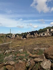 Cows in the mountains