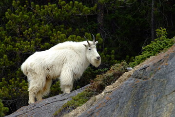 white Mt Goat in the mountains, Canadian Rockies,  Alberta, Banff, Nature, Wildlife