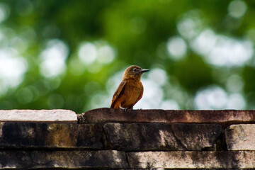 bird on a fence