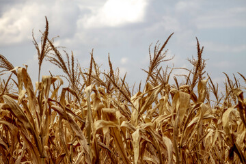 wheat field and sky