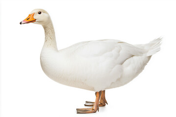 Fototapeta premium A solitary domestic goose, radiant in its plumage, graces the foreground. This image radiates with the simplicity and allure of this captivating avian creature, a paragon of rural elegance.