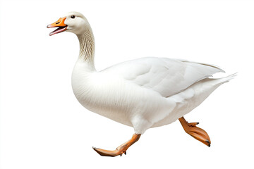 Obraz premium A dynamic goose is captured mid-stride, exuding an air of purpose as it navigates its path, a symbol of natural grace and freedom.