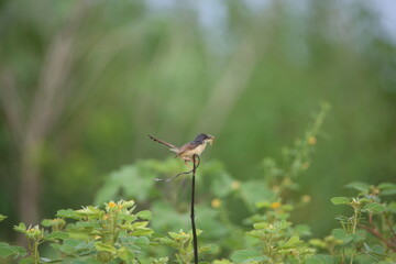 Ashy Prinia Eating a Moth