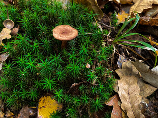 Single Brown Mushroom Growing Amid Lush Green Moss and Fallen Leaves in Autumn Forest