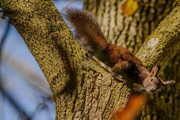 Ein Eichhörnchen sitzt auf einem Baum