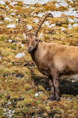 Hochschwab Gebiet - Aflenzer Staritzen - Seeleiten - Steinbock