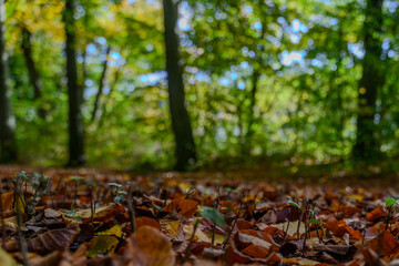 Eine Wanderung durch den Stadtpark Straubing