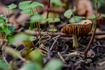 Pilze an einem sonnigen Herbsttag im Park