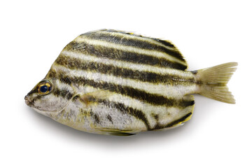 Stripey isolatede on white background