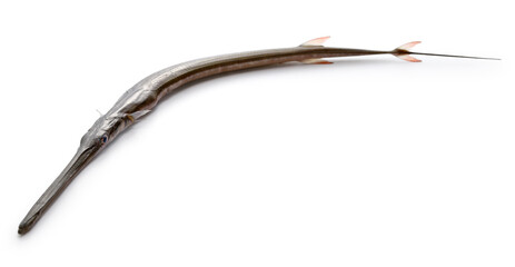 Cornetfish isolatede on white background