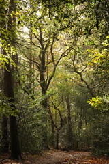 autumn on a forest path