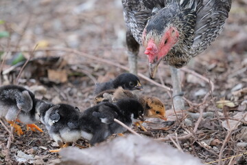 hen and her chicks