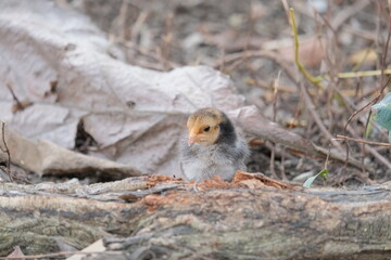 Chicks and Logs