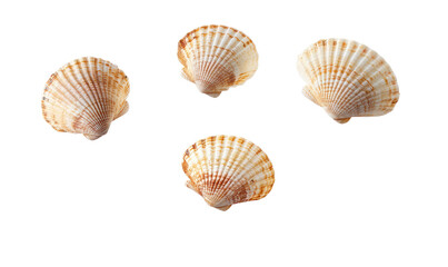 seashell on transparent background