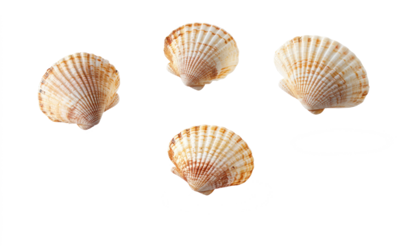 seashell on transparent background
