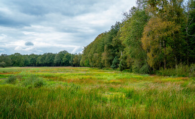 Obraz premium Wetland in nature reserve Dwingelderveld, Netherlands 