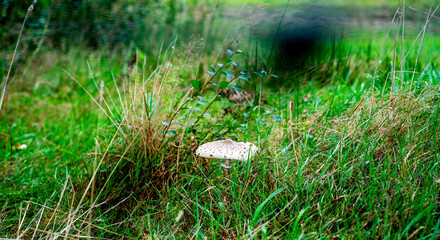 Close up of Parasol mushroom (Macrolepiota procera)
