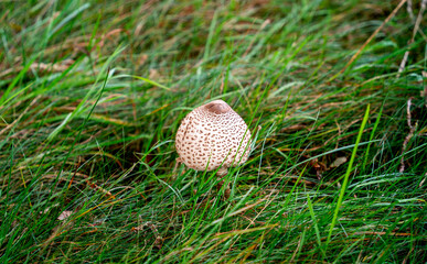 Close up of Parasol mushroom (Macrolepiota procera)
