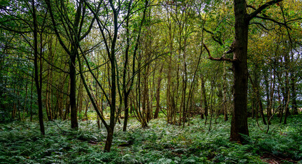 Autumn scenery in the forest
