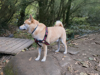 Photograph of a Shiba Inu at play, this image reflects the energy, elegance and character of this iconic Japanese breed, appreciating the beauty and loyalty of a faithful companion.