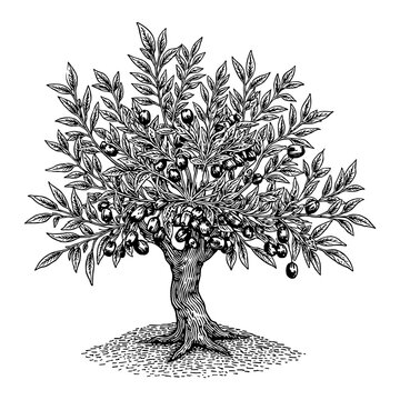 recommend clip art: Olive Tree with Leaves and Olives in Detailed Black and White Outline Line Art Drawing