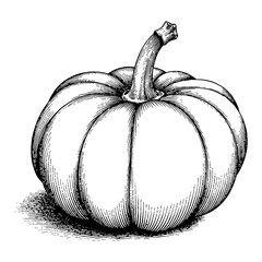 Detailed Squash Fruit with Stem in Black and White Outline Line Art Drawing Illustration