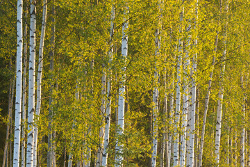 Fresh Silver birch leaves on a late spring day in rural Estonia, Northern Europe