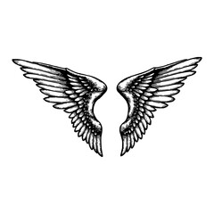 Obraz premium Detailed Wings Illustration in Black and White Outline Line Art Drawing with Vintage Style