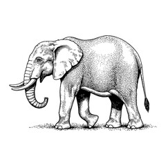 Fototapeta premium Baby Elephant in Walking Pose Black and White Outline Line Art Drawing with Detailed Features