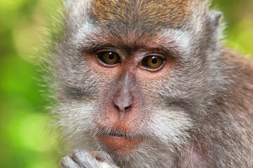 Close-up portrait of an adult female crab-eating macaque (Macaca fascicularis), also known as the long-tailed macaque or cynomolgus macaque