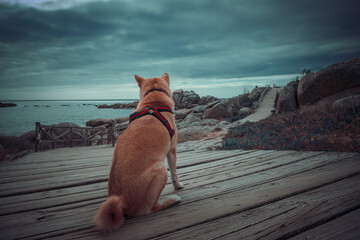 Photograph of a Shiba Inu at play, this image reflects the energy, elegance and character of this iconic Japanese breed, appreciating the beauty and loyalty of a faithful companion.