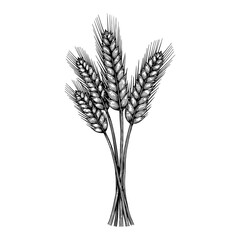 Fototapeta premium Bundle of Wheat Ears Detailed Black and White Outline Line Art Drawing Isolated on White Background