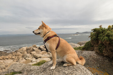Photograph of a Shiba Inu at play, this image reflects the energy, elegance and character of this iconic Japanese breed, appreciating the beauty and loyalty of a faithful companion.