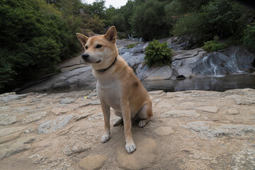 Photograph of a Shiba Inu at play, this image reflects the energy, elegance and character of this iconic Japanese breed, appreciating the beauty and loyalty of a faithful companion.