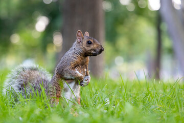 Close up view of a squirrel