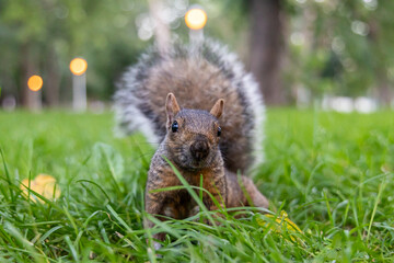 Close up view of a squirrel