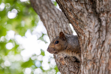 Close up view of a squirrel