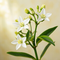Fototapeta premium Natural Jasmine Flower