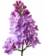 Close up lilac flowers isolated on white background