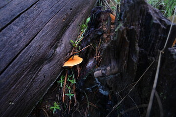 Sierra del Rincón , de setas 