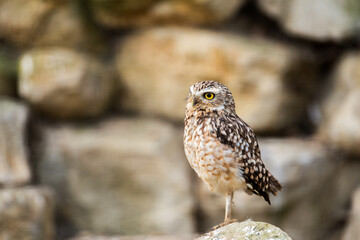 A burrowing owl stands alert on a rock, its gaze drifting towards something beyond the frame. The stone wall provides a textured, natural backdrop.