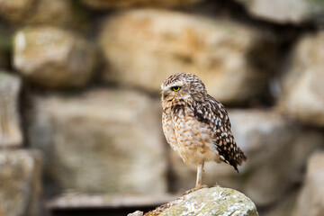  A watchful burrowing owl stands on a lichen-dusted rock, its keen eyes surveying its surroundings. The textured stone wall provides a natural frame, highlighting the owl's earth-toned plumage.