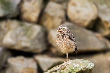 Small, ground-dwelling owl found in open habitats. Hunts by day, mainly insects and small rodents. Unique burrowing nesting behavior.