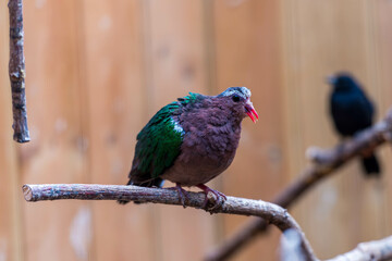 An Emerald Dove with iridescent green and brown plumage perches on a branch, showcasing its vibrant colors against a blurred natural background.