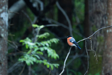 Male Eurasian bullfinch perched in a summertime forest in Estonia, Northern Europe