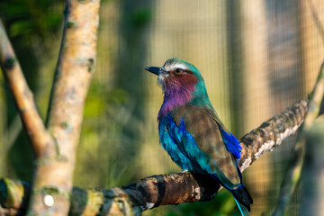 A vibrant Lilac-breasted Roller perches on a branch, its colorful plumage on full display against a soft, natural background.