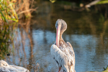 A juvenile spot-billed pelican grooms its feathers by a tranquil waterway in India, bathed in the soft golden light of evening.
