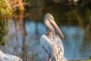 A young spot-billed pelican stands serenely at the water's edge, its plumage catching the warm glow of the setting sun in its Asian wetland habitat.