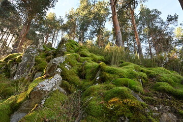 Sierra del Rincón , de setas 