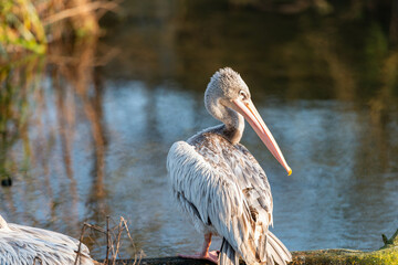 A young spot-billed pelican stands serenely at the water's edge, its plumage catching the warm glow of the setting sun in its Asian wetland habitat.